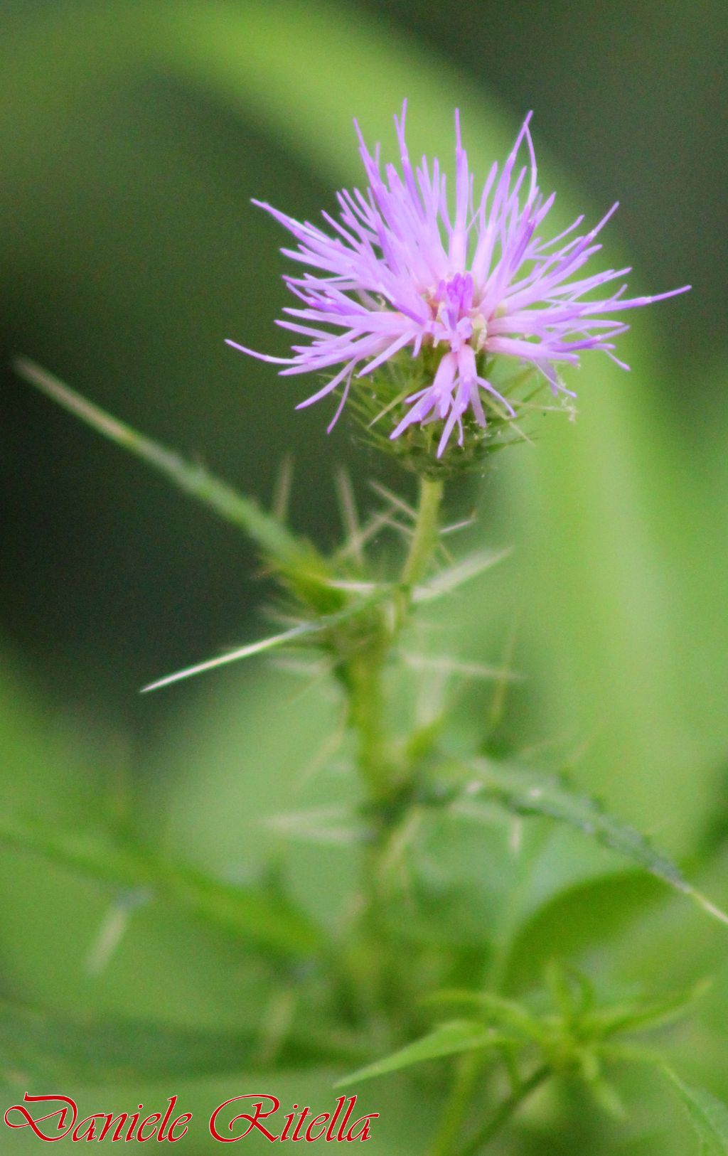 Galactites tomentosus